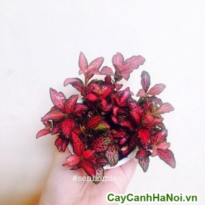 Cây cẩm nhung đỏ mini